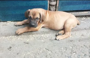 3-6 months Female Purebred Boerboel