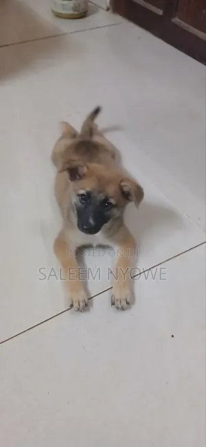 1-3 months Female Mixed Breed Japanese Spitz