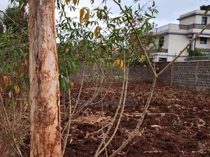 100by 70 in Tola Ngoigwa