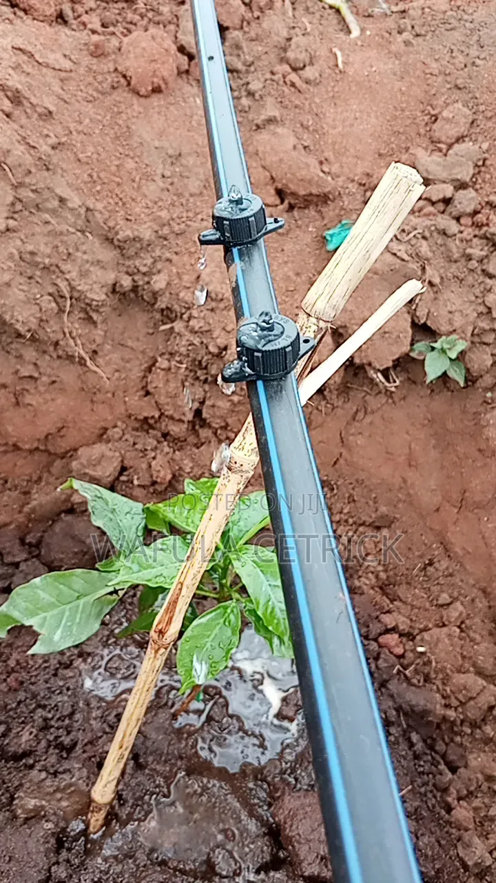 Coffee Irrigation System (Button Irrigation)