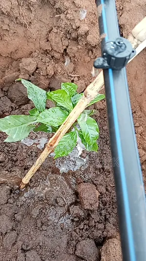 Coffee Irrigation System (Button Irrigation)