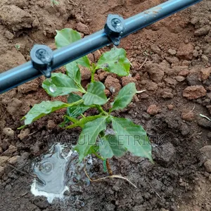 Coffee Irrigation System (Button Irrigation)
