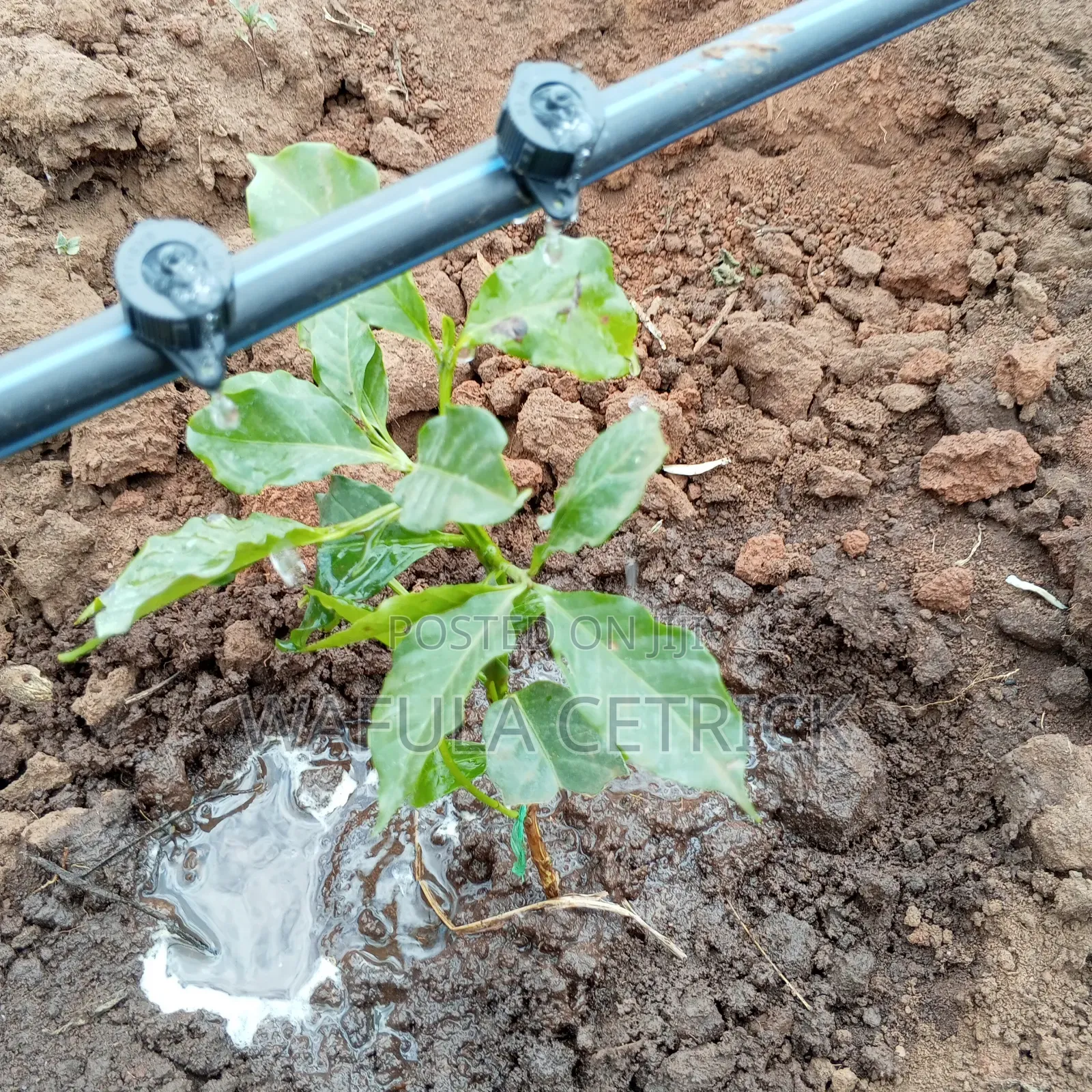 Coffee Irrigation System (Button Irrigation)