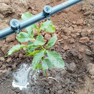 Coffee Irrigation System (Button Irrigation)