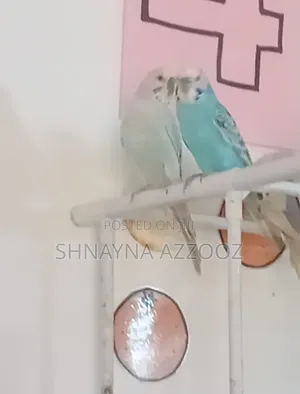 Budgies Male and Female
