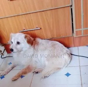 6-12 months Female Purebred Anatolian Shepherd