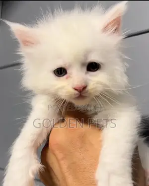 1-3 months Male Purebred Maine Coon