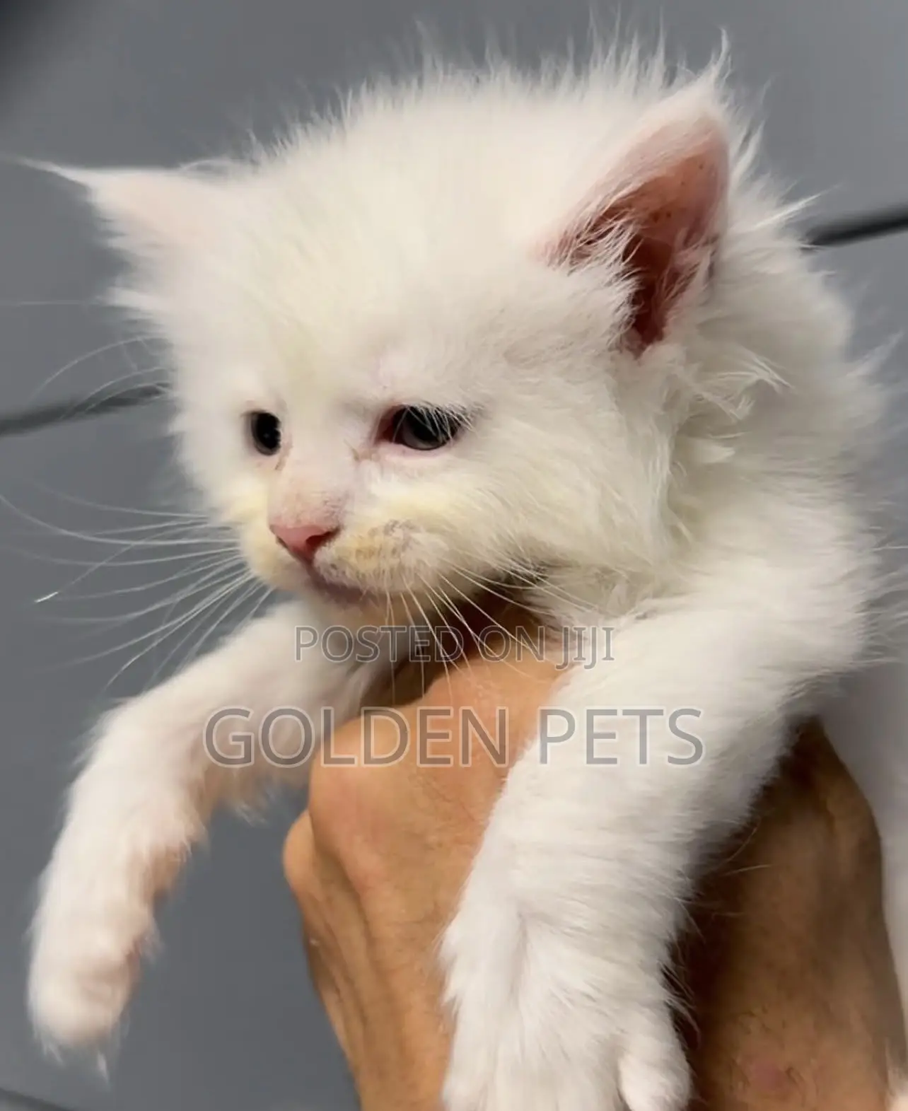 1-3 months Female Purebred Maine Coon