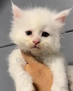 1-3 months Male Purebred Maine Coon