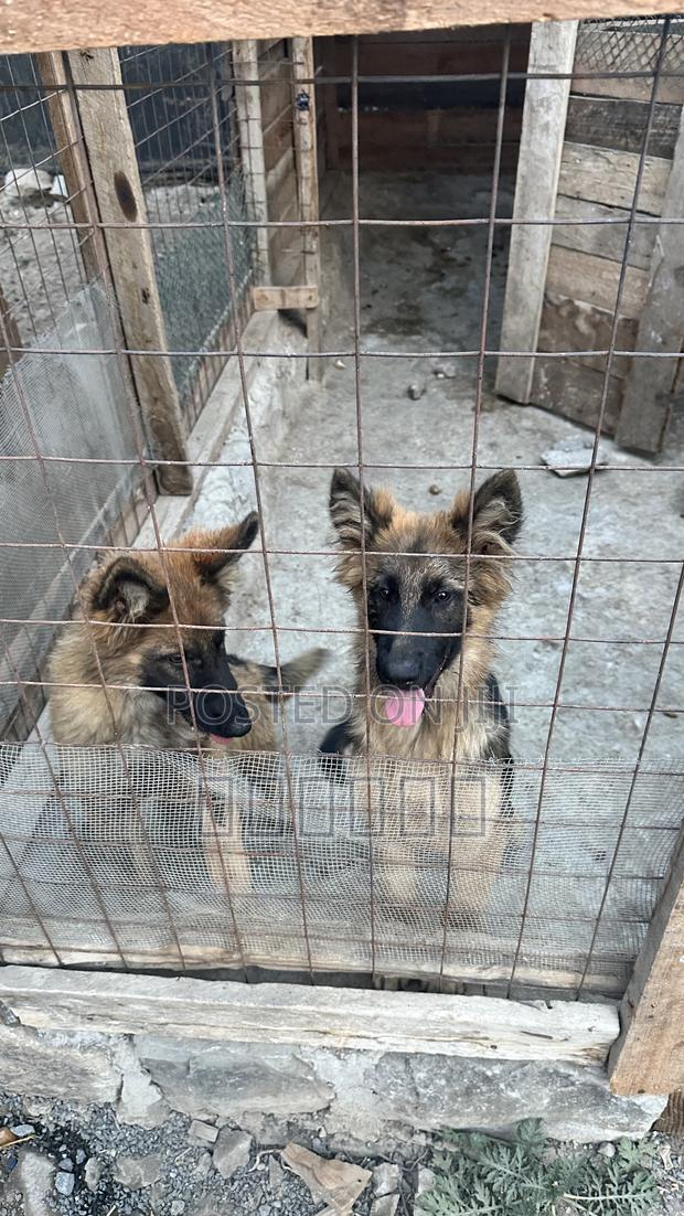 1-3 months Female Purebred German Shepherd