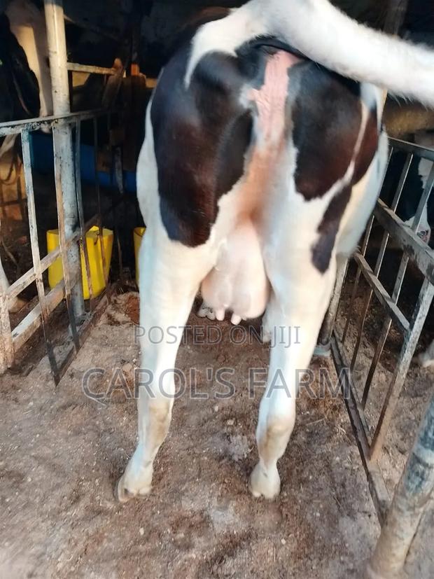 Dairy Cows - main view