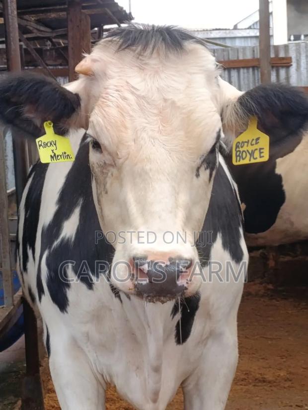 Dairy Cows - thumbnail 2