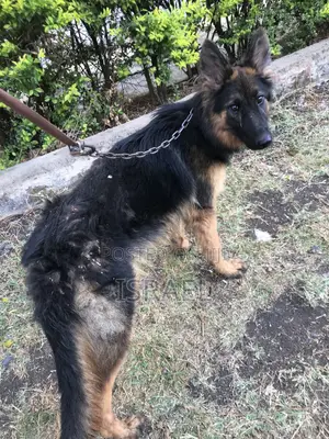 6-12 months Female Purebred German Shepherd