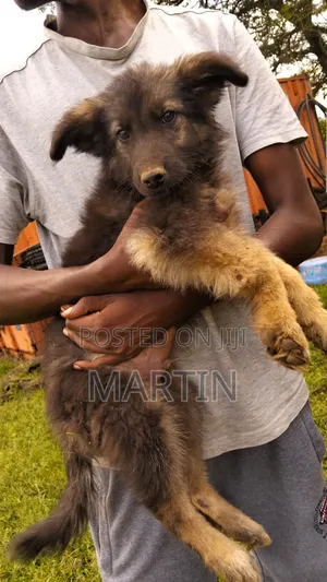 1-3 months Male Mixed Breed German Shepherd