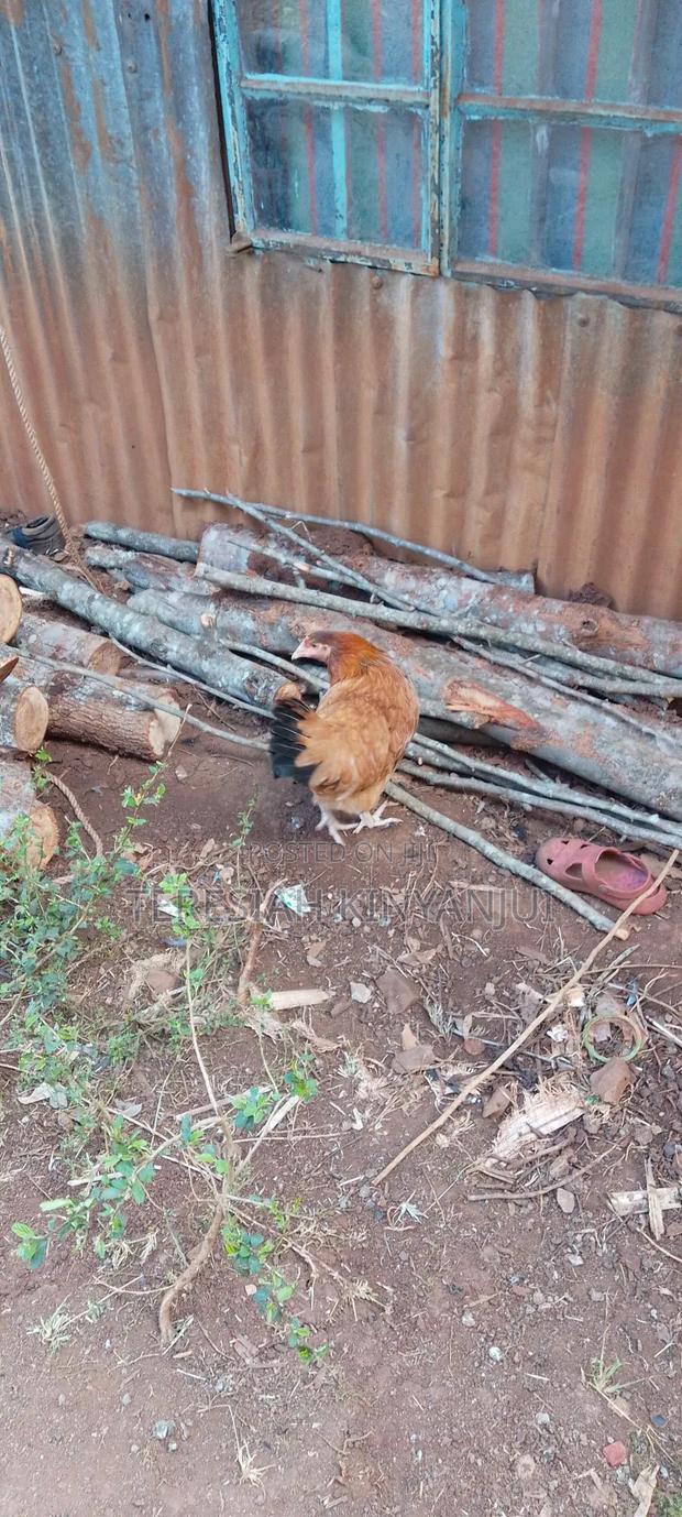 Good Kinyeji Chicken for Sale - main view