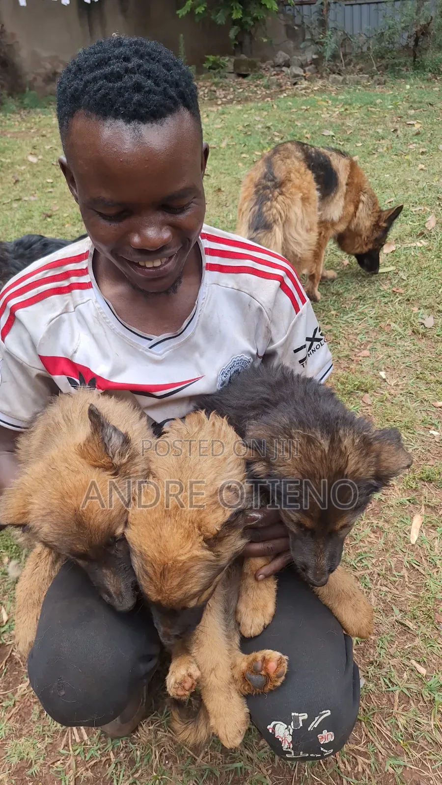 3-6 months Male Mixed Breed German Shepherd