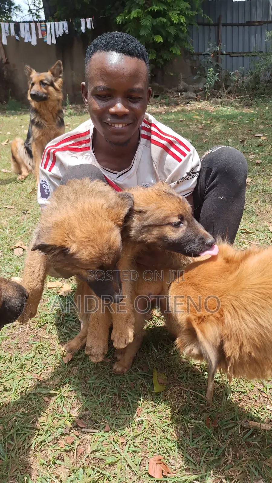 3-6 months Male Mixed Breed German Shepherd
