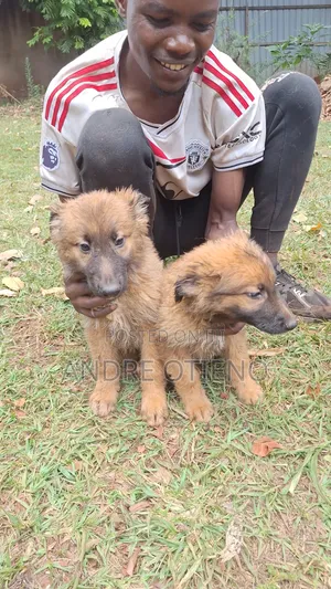 3-6 months Male Mixed Breed German Shepherd