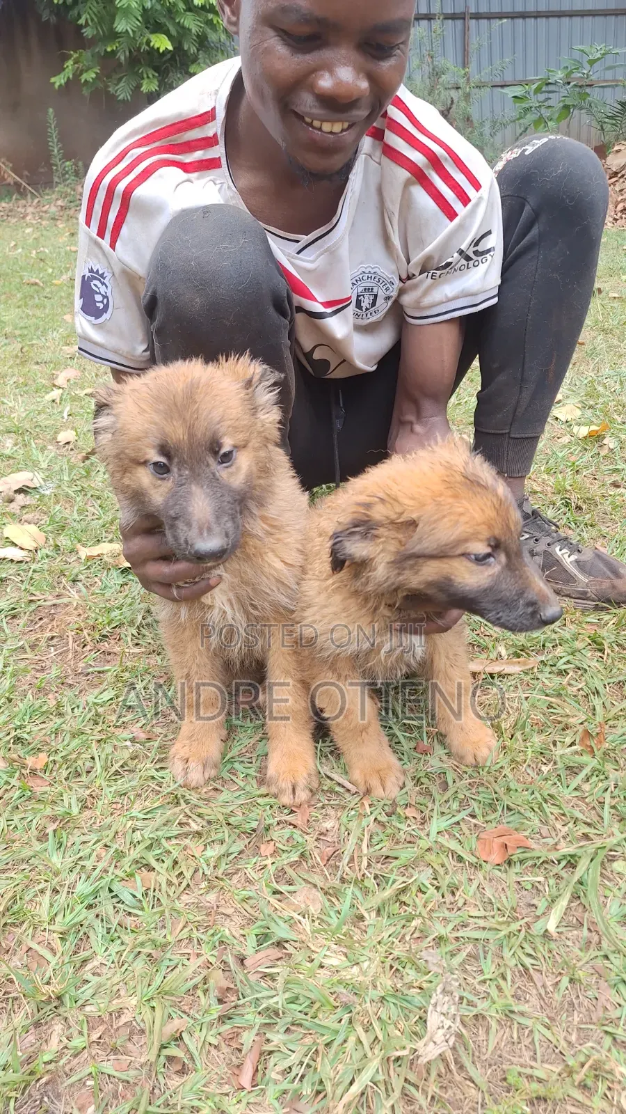 3-6 months Male Mixed Breed German Shepherd