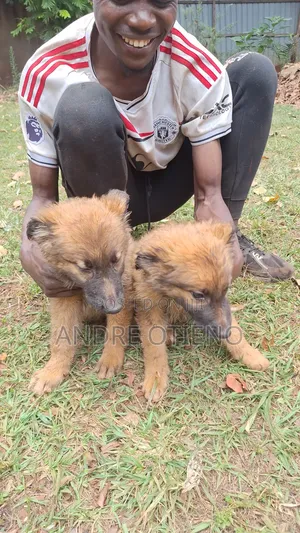 3-6 months Male Mixed Breed German Shepherd