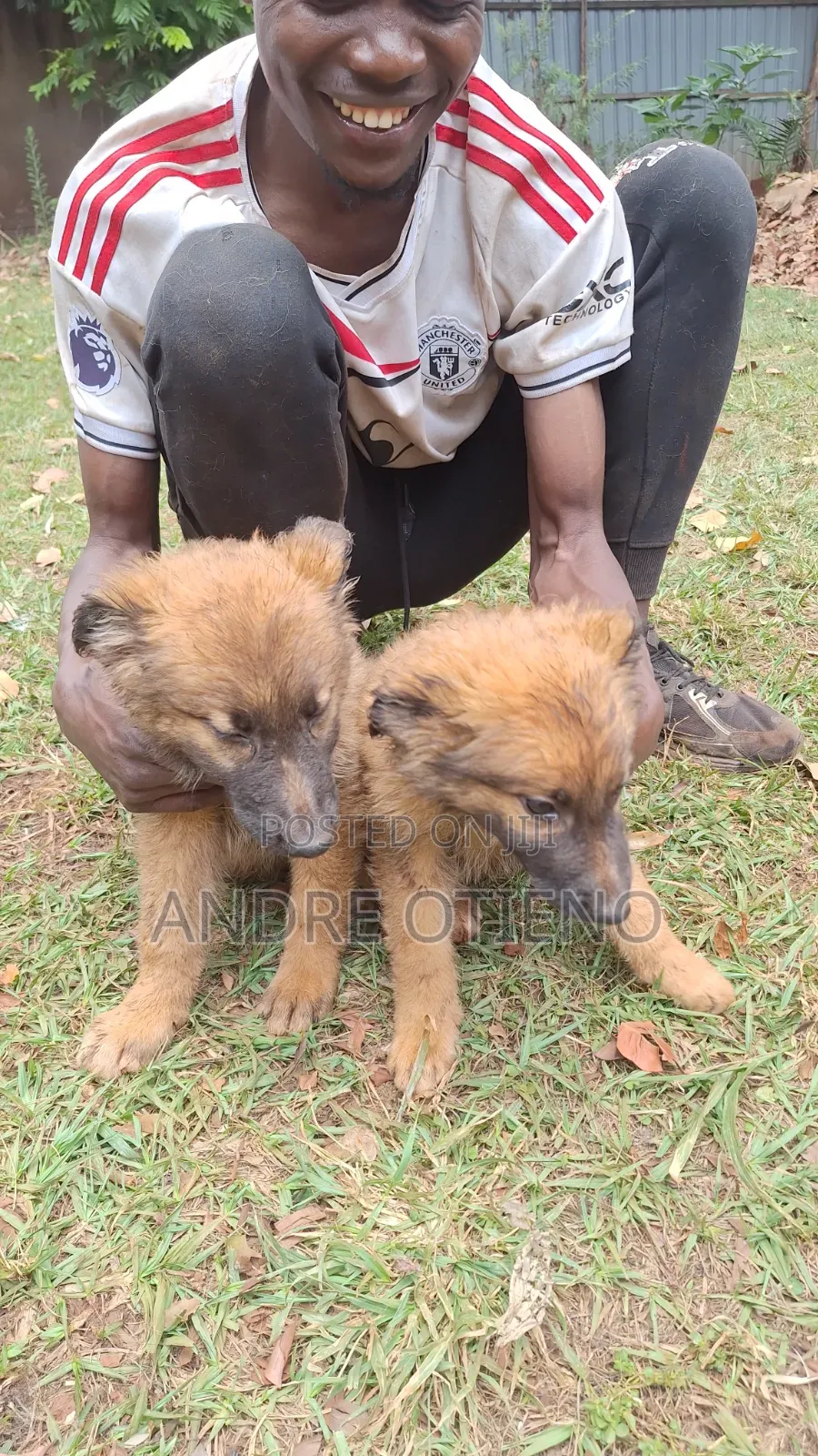 3-6 months Male Mixed Breed German Shepherd