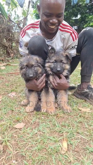 1-3 months Female Purebred German Shepherd