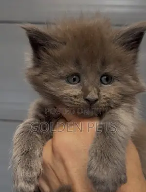 1-3 months Male Purebred Maine Coon
