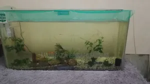 Fish Aquarium