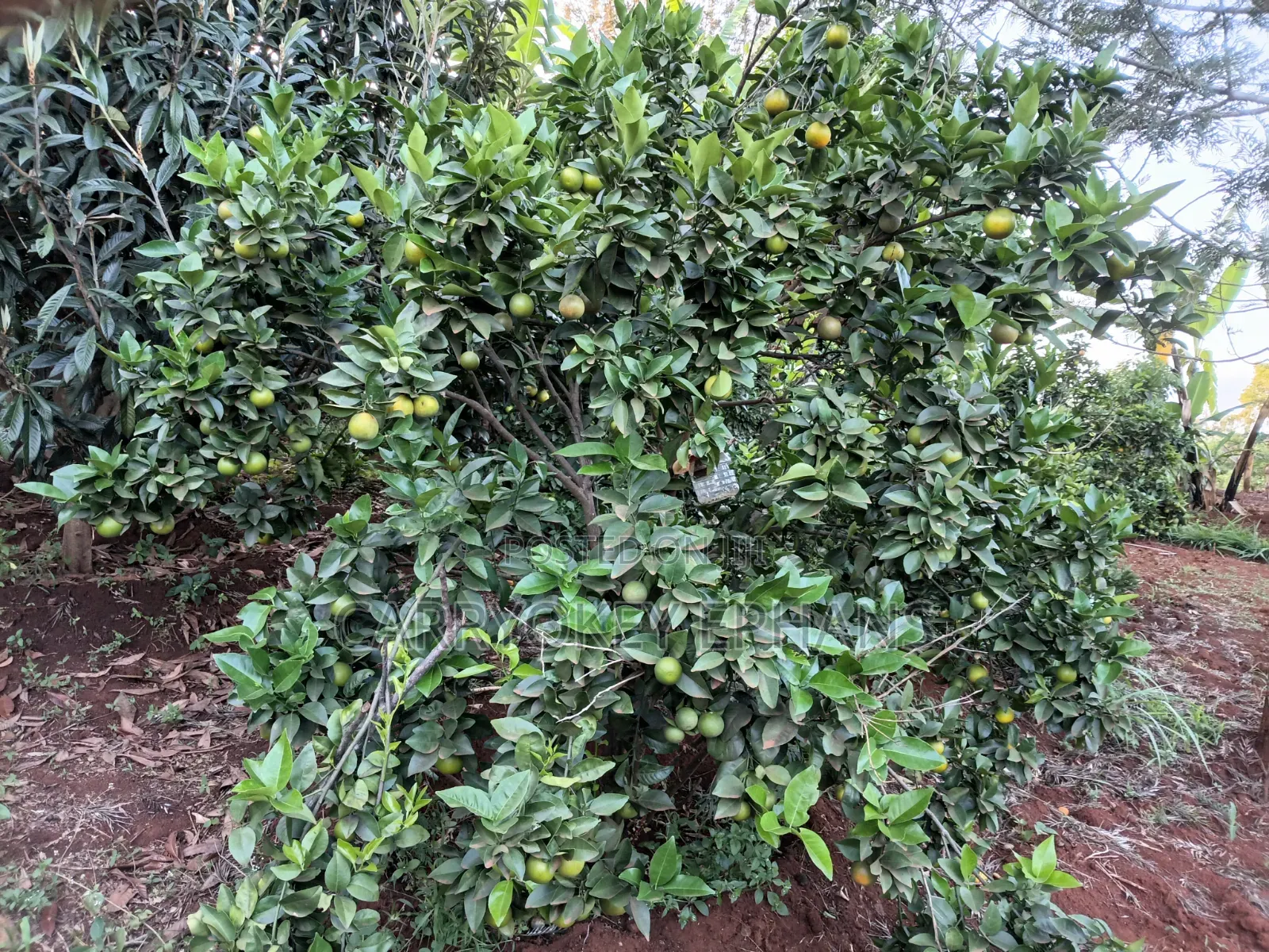 Pixie Oranges , Seedless and Seed Oranges