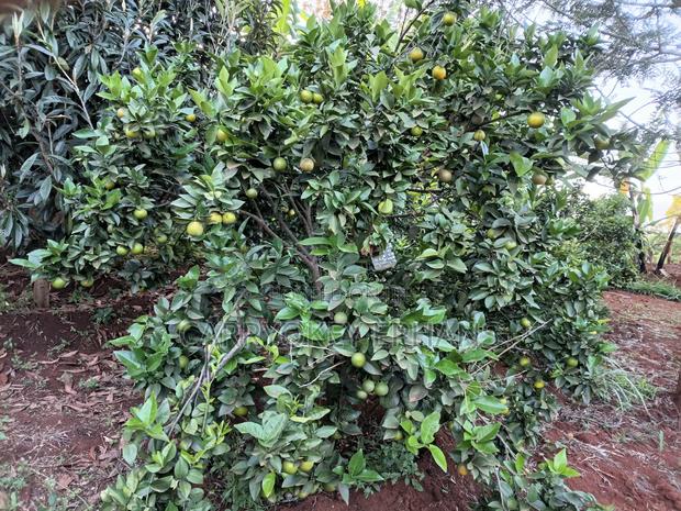 Pixie Oranges , Seedless and Seed Oranges - main view