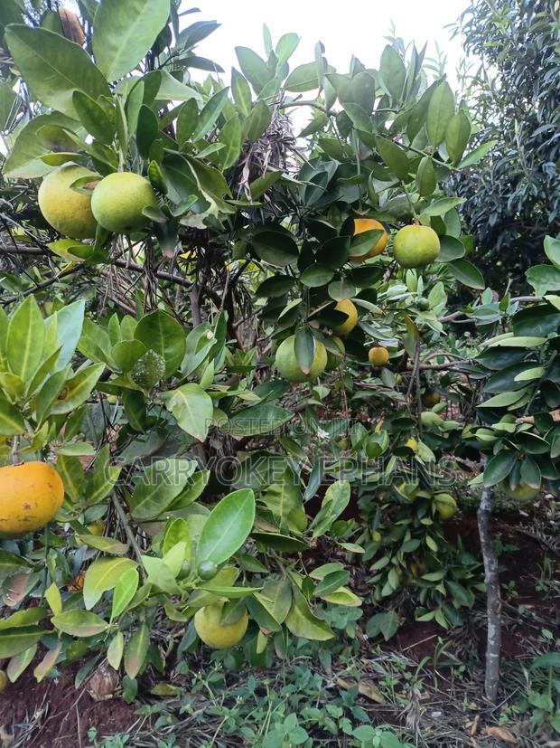 Pixie Oranges , Seedless and Seed Oranges - thumbnail 2