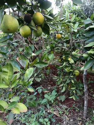 Pixie Oranges , Seedless and Seed Oranges