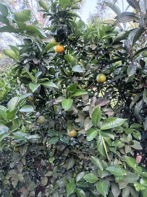 Pixie Oranges , Seedless and Seed Oranges