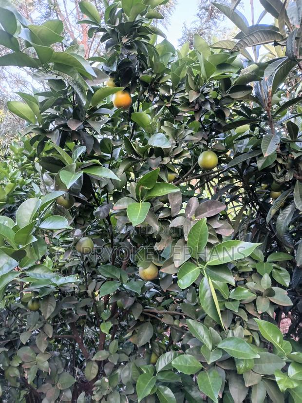 Pixie Oranges , Seedless and Seed Oranges - thumbnail 4