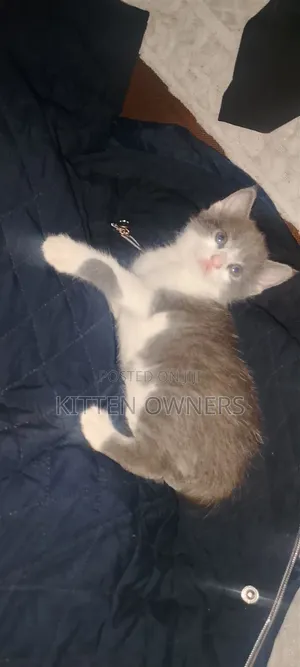 1-3 months Female Mixed Breed Cat