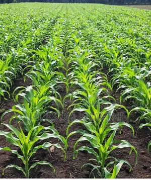 4 Acre Land With a Reliable Borehole and a Dam.