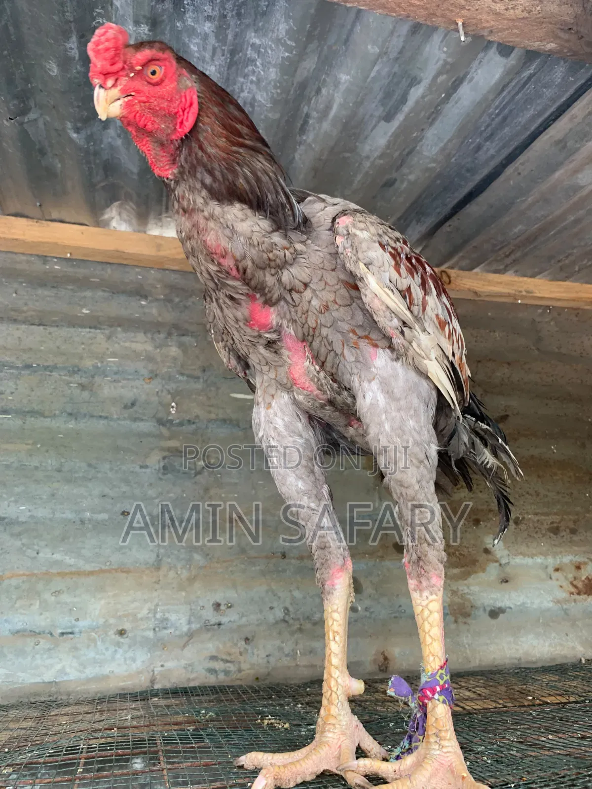 Male Kuchi Chicken