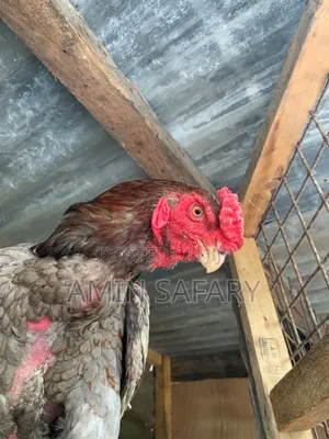 Male Kuchi Chicken