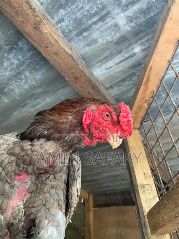 Male Kuchi Chicken - thumbnail 3