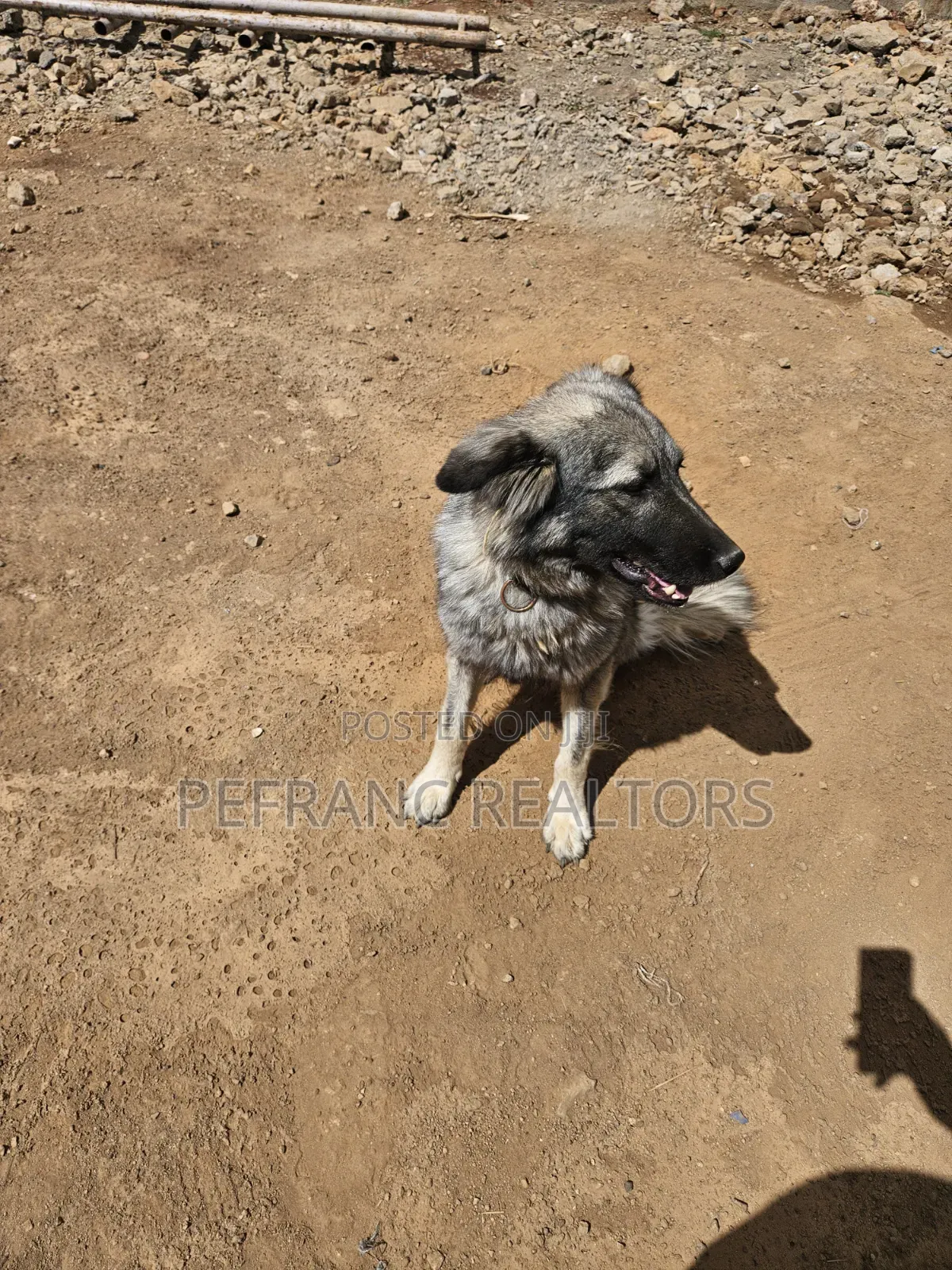 1+ year Female Mixed Breed German Shepherd