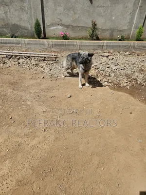 1+ year Female Mixed Breed German Shepherd