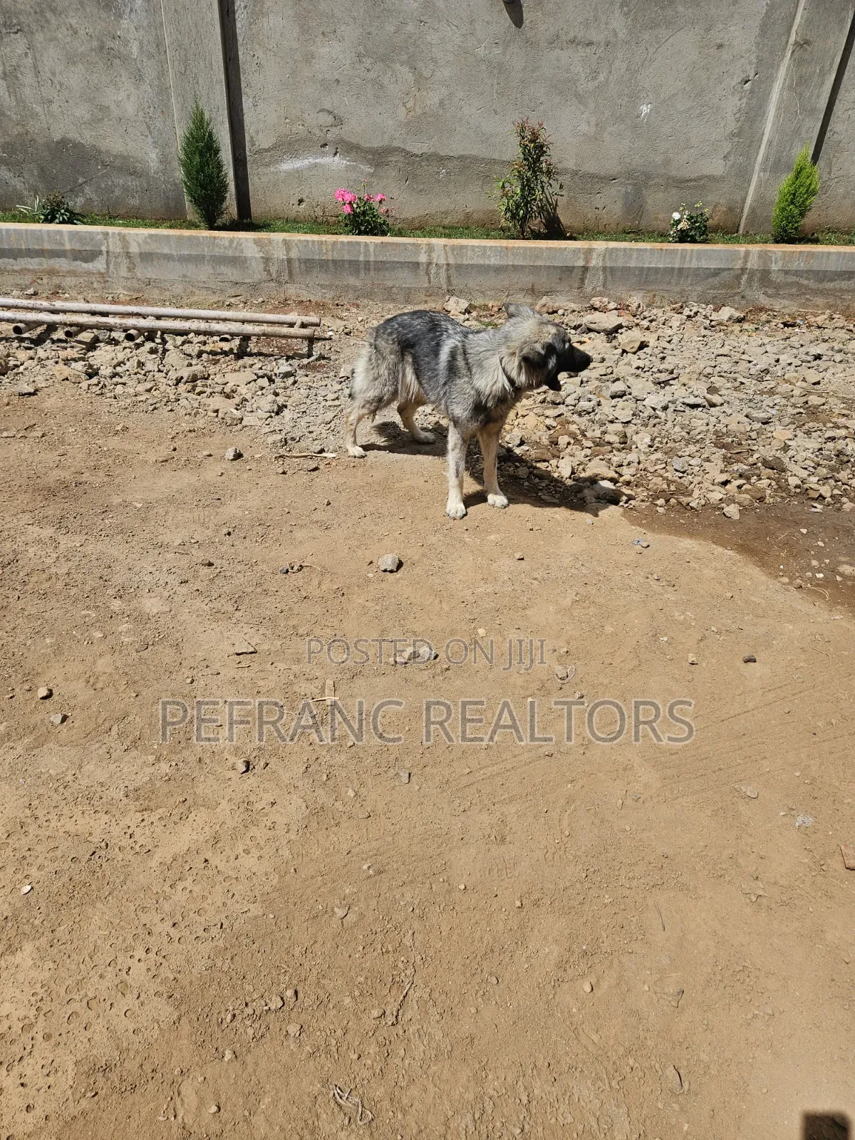 1+ year Female Mixed Breed German Shepherd