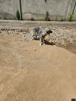 1+ year Female Mixed Breed German Shepherd