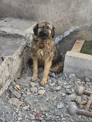 1+ year Female Purebred Caucasian Shepherd