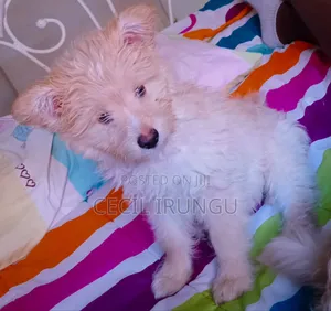 1-3 months Male Purebred Havanese