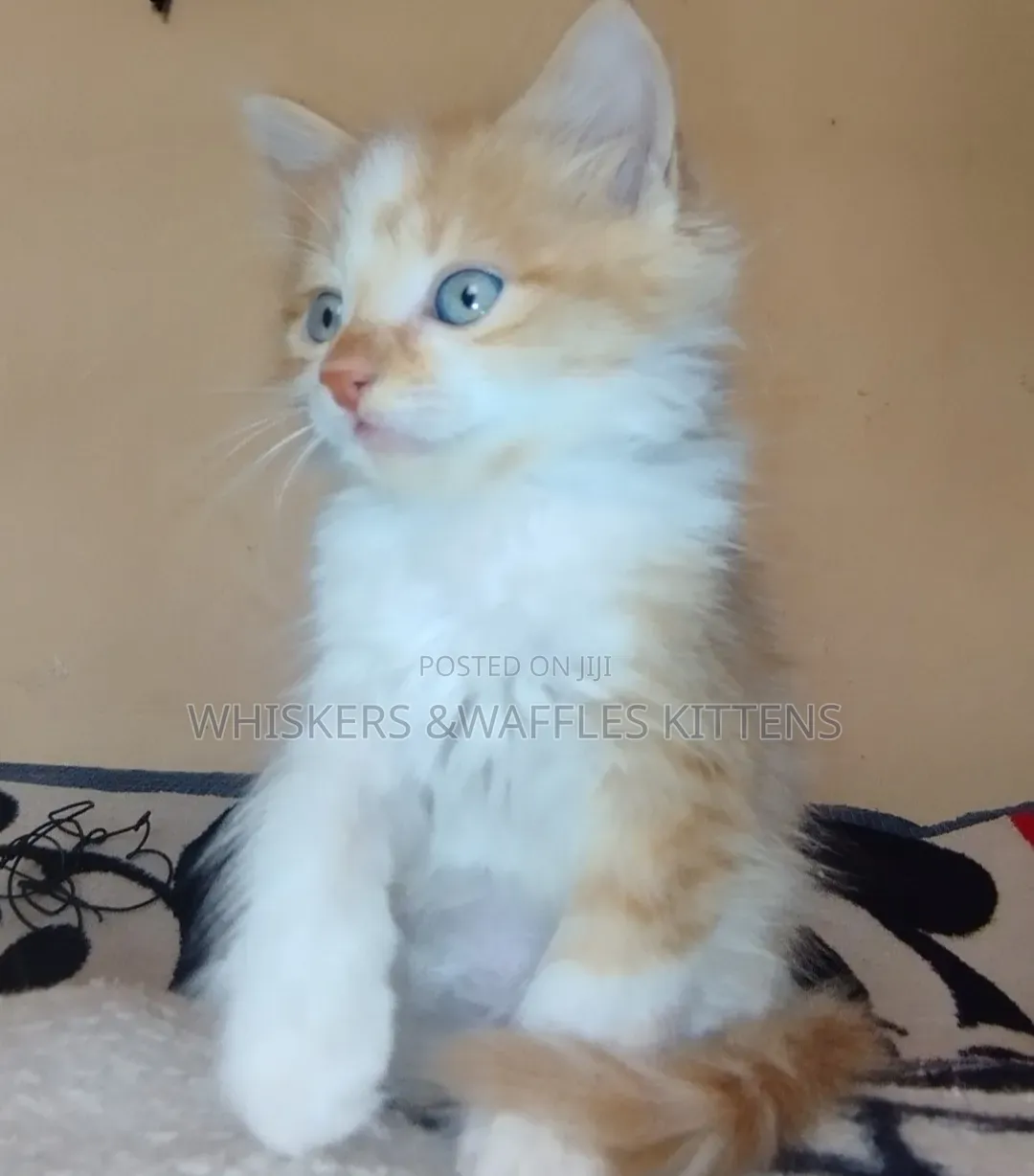 1-3 months Female Purebred Tabby