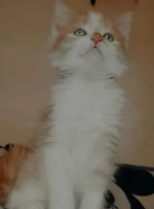 1-3 months Female Purebred Tabby