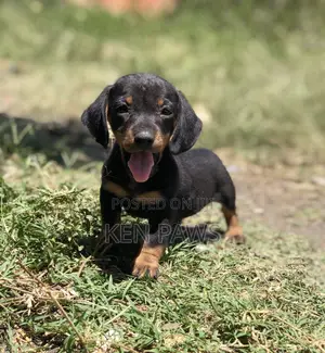 1-3 months Male Purebred Dachshund