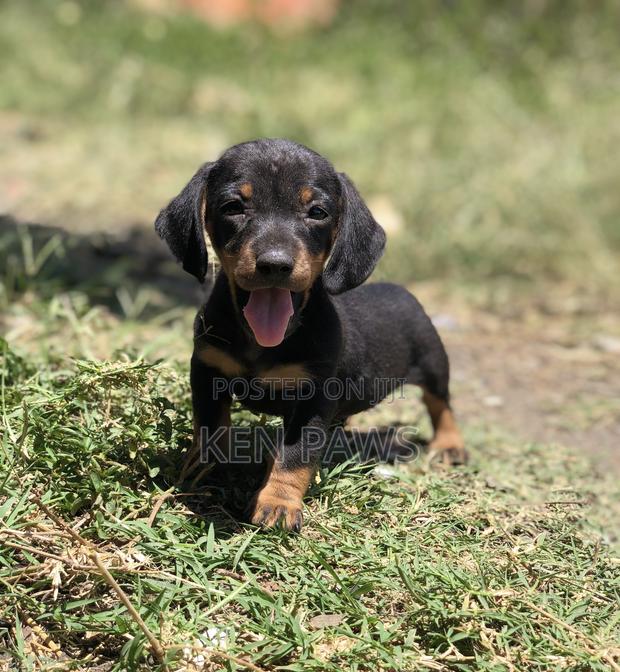 1-3 months Male Purebred Dachshund