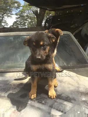 1-3 months Female Mixed Breed German Shepherd